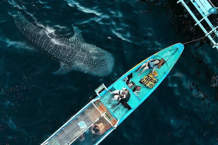 whale shark lombok