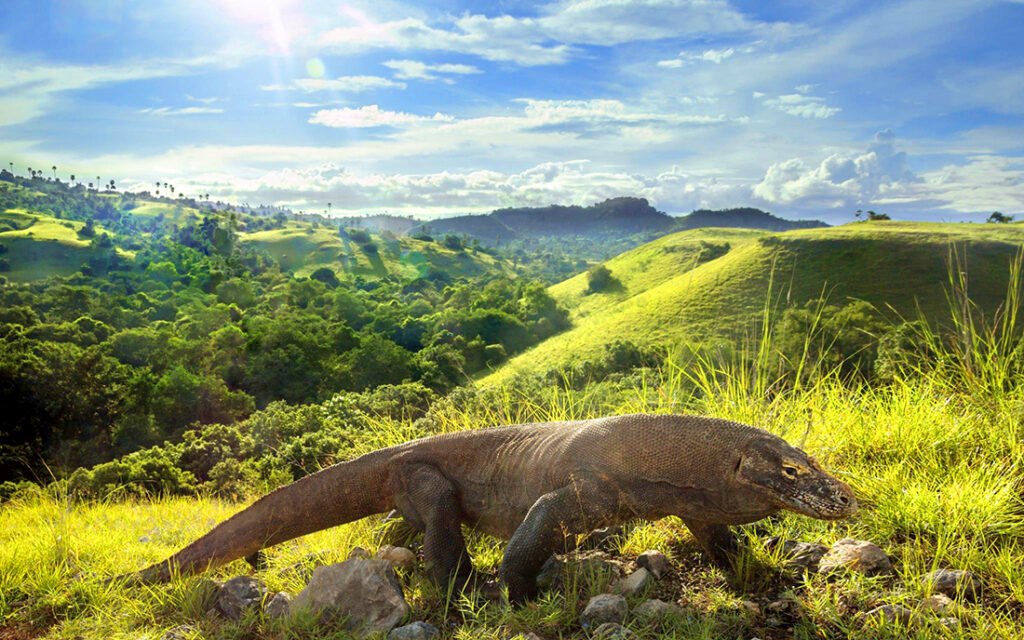 Pul;au Komodo