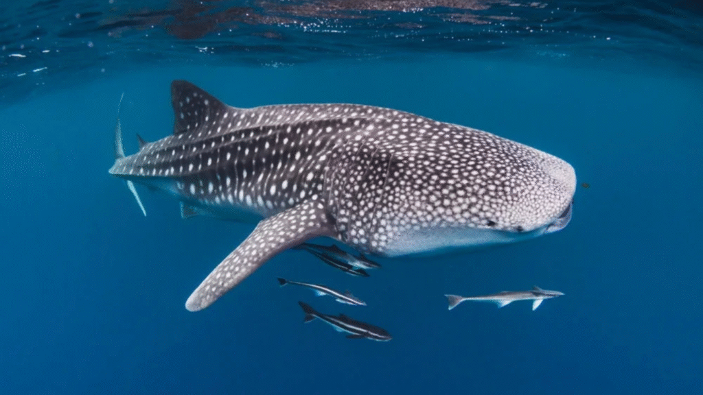 Whale Shark