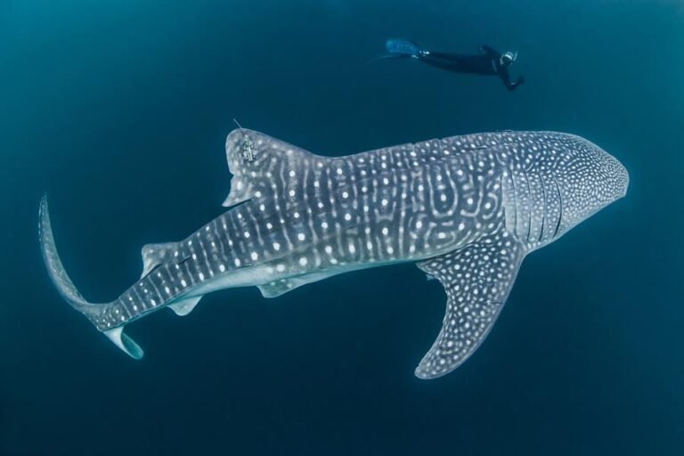 Whale Shark