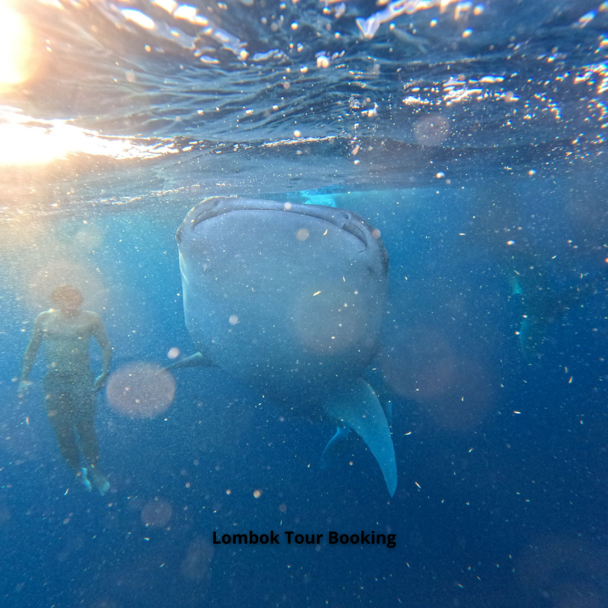 Pulau Komodo, Taman Nasinal Komodo, Open Trip Lombok ke Pulau Komodo