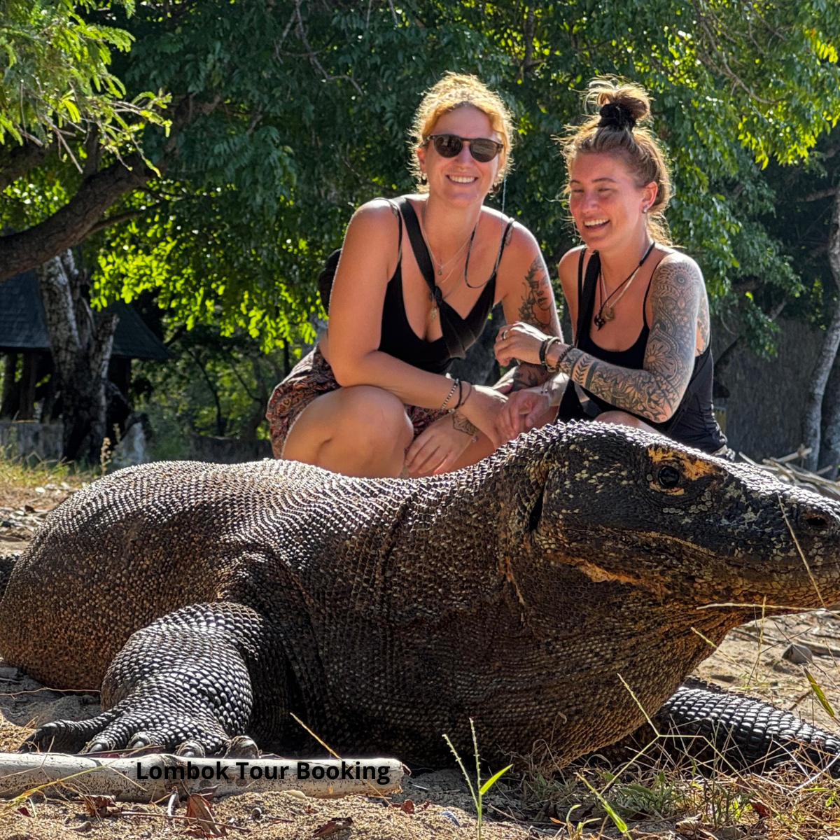 Pulau Komodo, Taman Nasinal Komodo, Open Trip Lombok ke Pulau Komodo