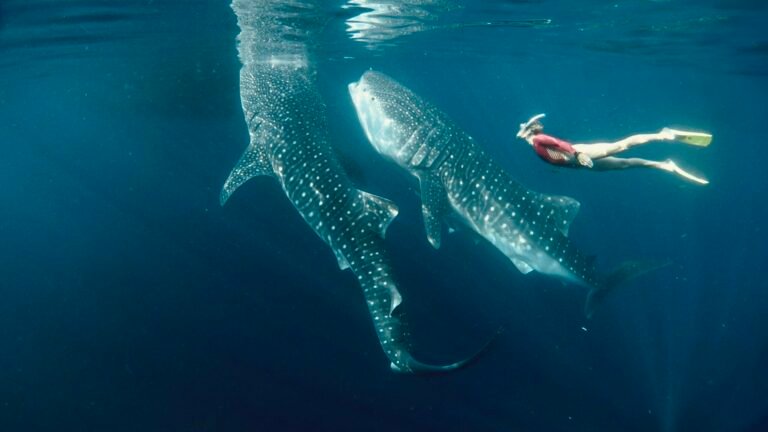 Whale Shark