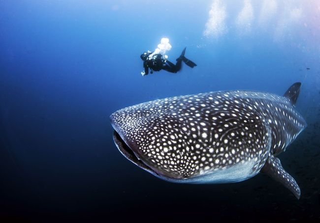 Whale Shark