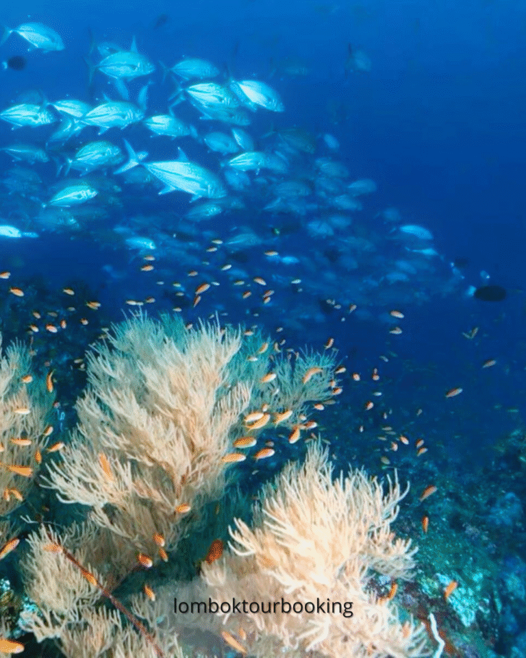 ikan bawah laut
