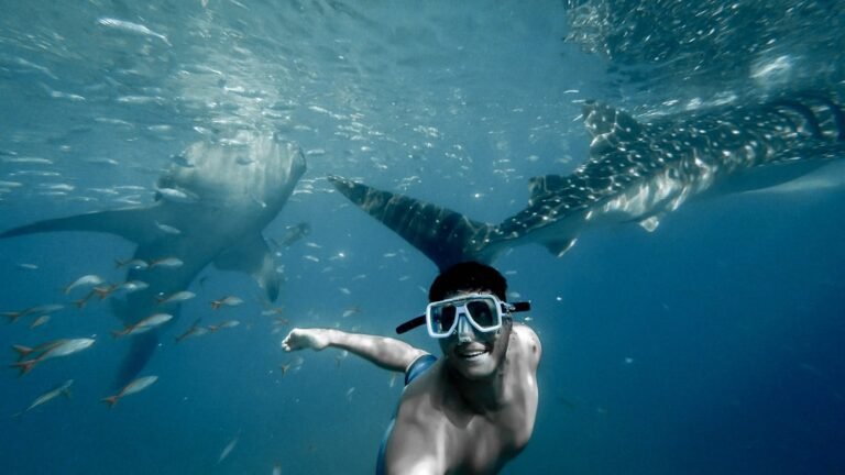 Whale Shark