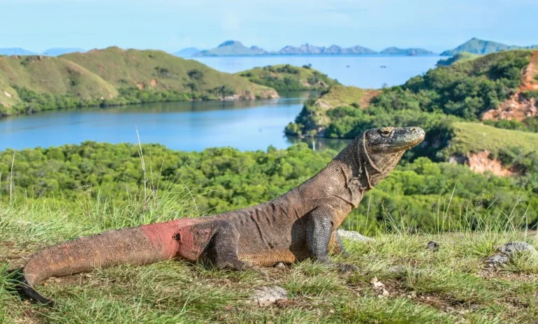 Komodo island