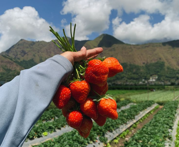 Paket wisata pedesaan dan gunung di lombok