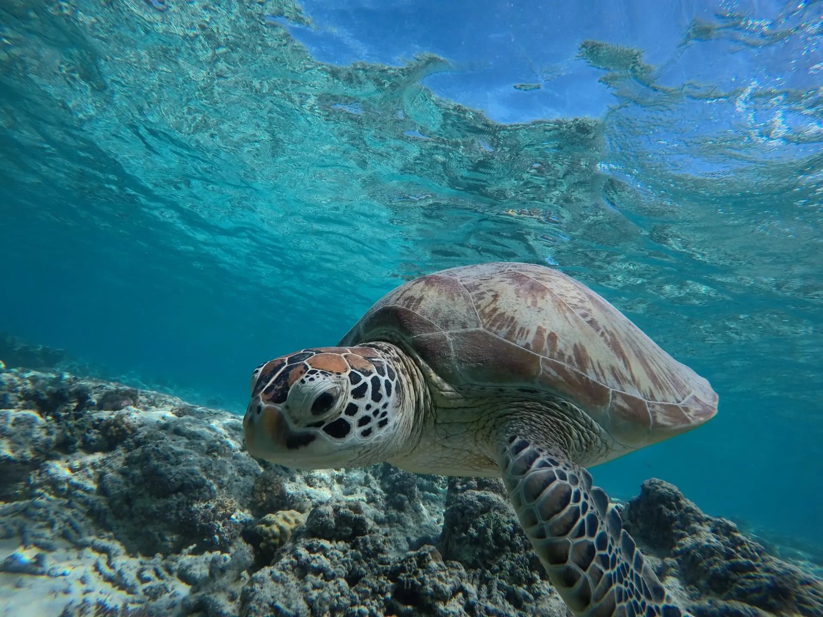 Paket Tour Lombok 4 Hari 3 Malam Paling Recommended 95 Turtle Point