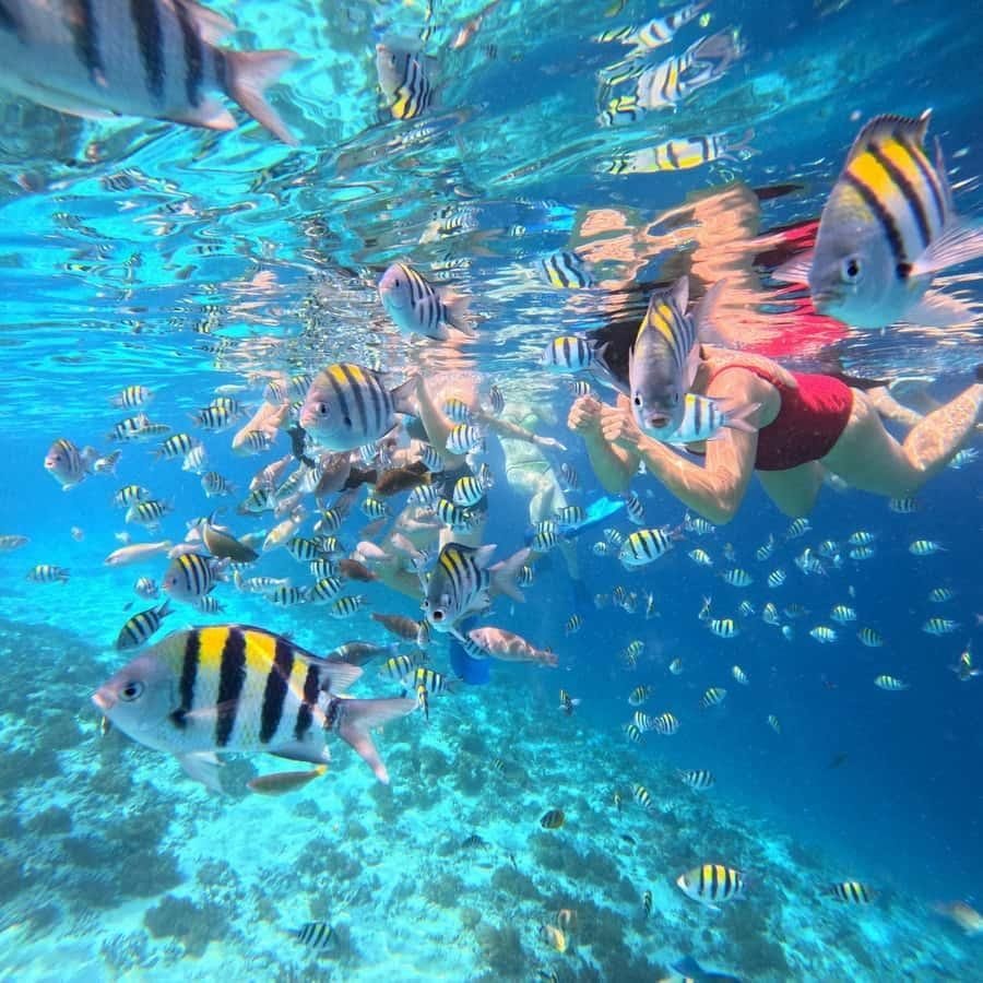 Paket Tour Lombok 4 Hari 3 Malam Paling Recommended 122 Snorkeling & marine biodiversity Gili Sudak
