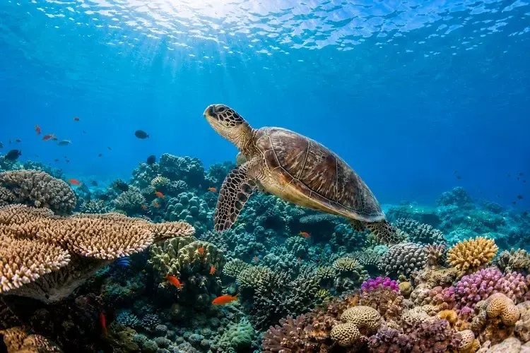 Paket Tour Lombok 4 Hari 3 Malam Paling Recommended 100 Turtle Point Gili Trawangan